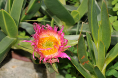 Carpobrotus quadrifidus