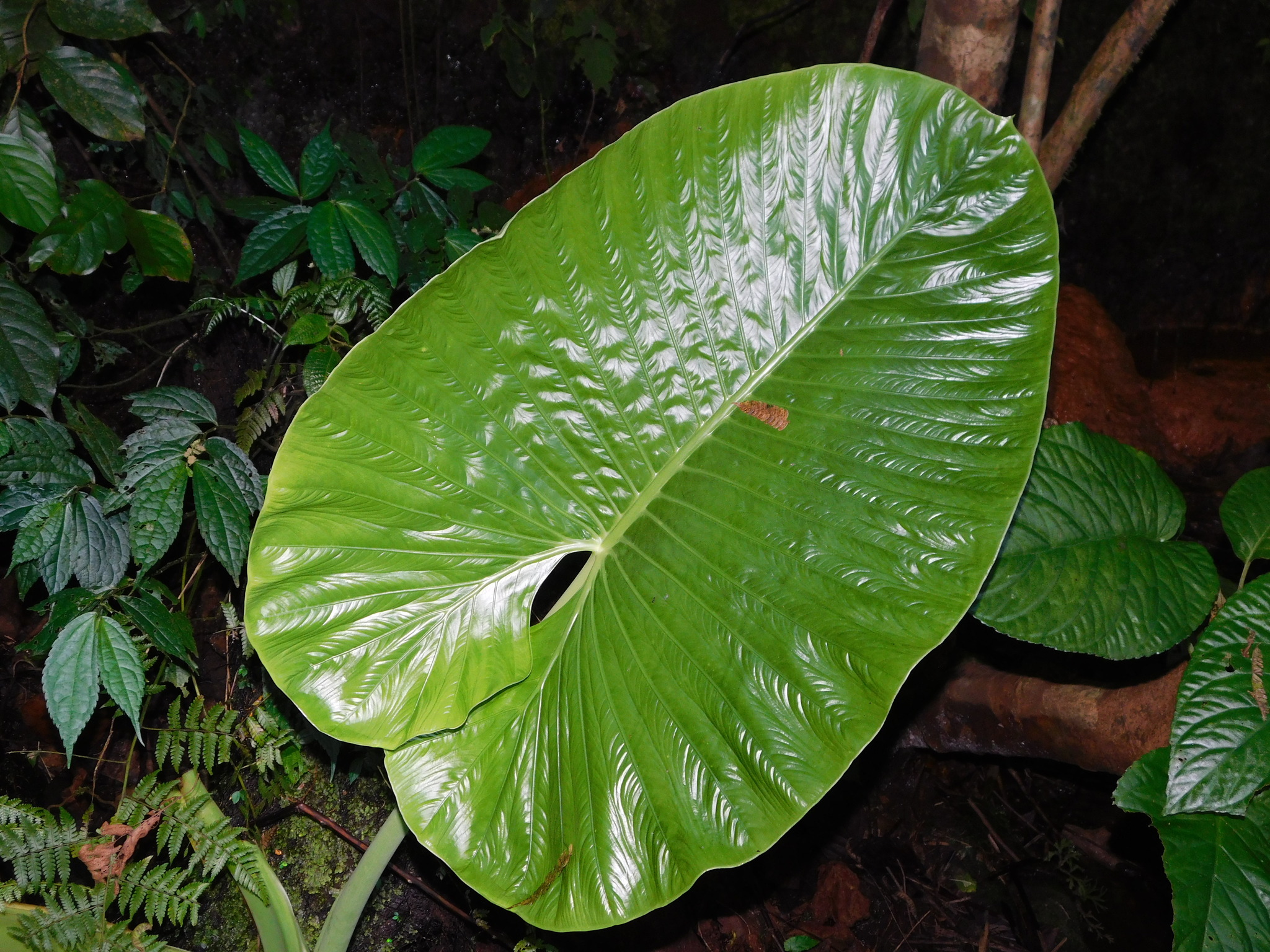 Alocasia alba Schott