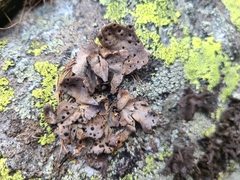Umbilicaria crustulosa