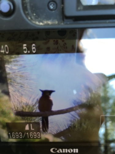 iNaturalist observation photo of Steller's Jay