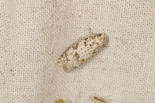 Eana canescana