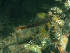 Cirrhilabrus punctatus