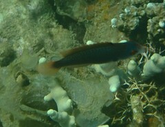 Cirrhilabrus punctatus