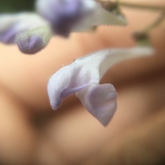 Scutellaria playfairii