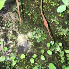 Selaginella devolii