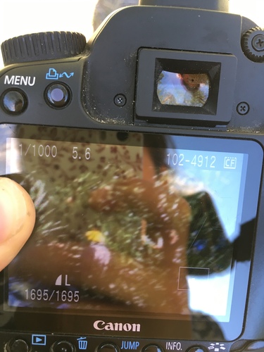 iNaturalist observation photo of Hermit Warbler