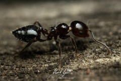 Crematogaster laeviceps