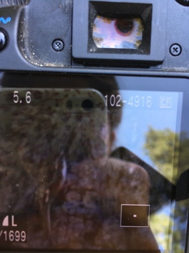 iNaturalist observation photo of Brown Creeper