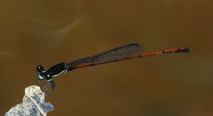 Prodasineura hyperythra