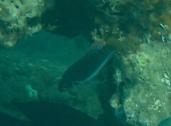 Cirrhilabrus punctatus