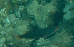 Cirrhilabrus punctatus