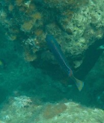 Cirrhilabrus punctatus