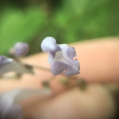 Scutellaria playfairii