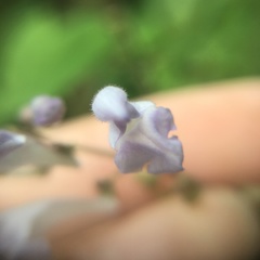 Scutellaria playfairii