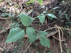 Toxicodendron radicans
