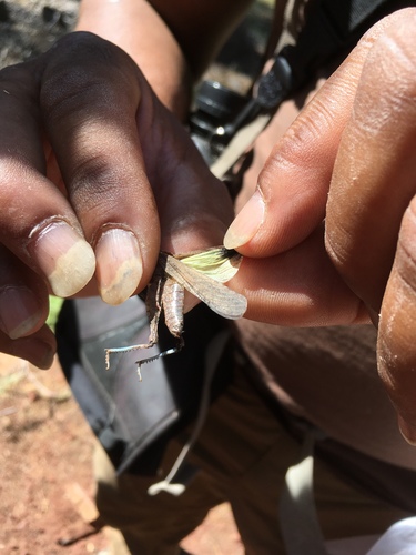 iNaturalist observation photo of Crackling Forest Grasshopper