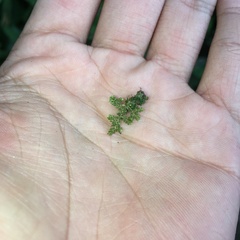 Selaginella devolii