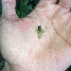 Selaginella devolii