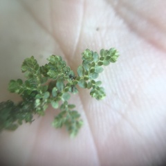 Selaginella devolii