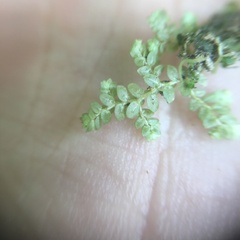 Selaginella devolii