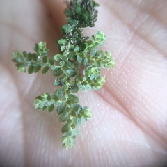 Selaginella devolii