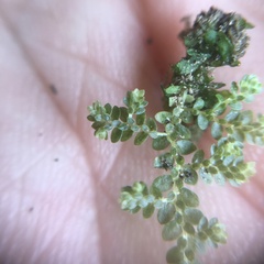 Selaginella devolii