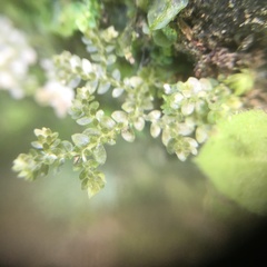 Selaginella devolii