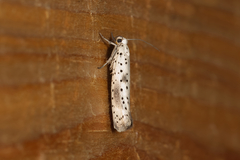 Yponomeuta irrorellus