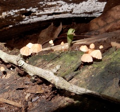 Marasmius siccus