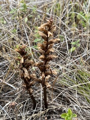 Orobanche lutea