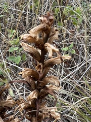 Orobanche lutea