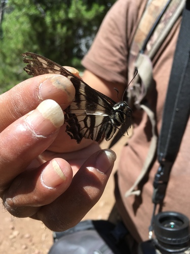 iNaturalist observation photo of Pale Swallowtail