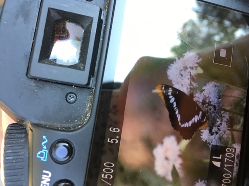 iNaturalist observation photo of Lorquin's Admiral