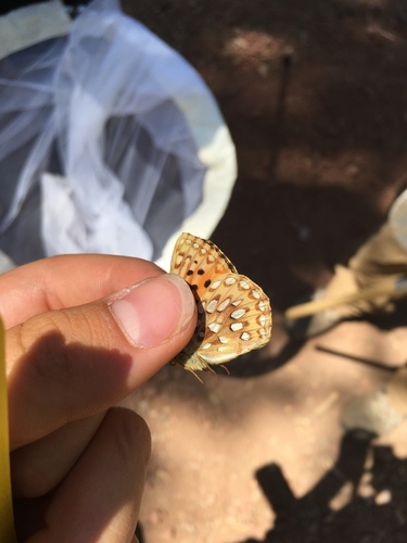 iNaturalist observation photo of Mormon Fritillary