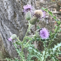 Cirsium arvense