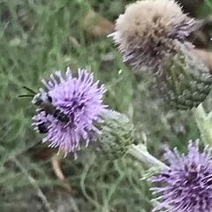 Cirsium arvense