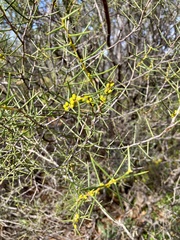 Acacia colletioides
