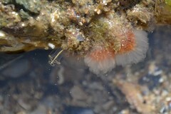Morchellium argus