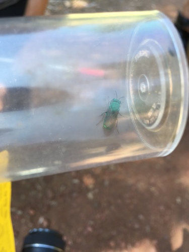 iNaturalist observation photo of Parnopes