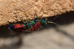 Chrysis viridula