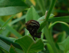 Sternuchopsis karelinii