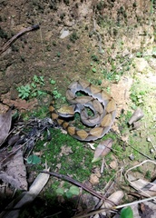 Deinagkistrodon acutus