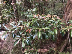 Elaeocarpus eumundii