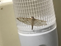 Herpetogramma theseusalis