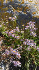 Tripolium pannonicum