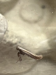 Aspilapteryx tringipennella