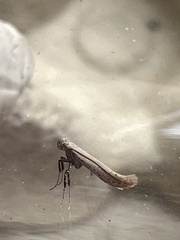 Aspilapteryx tringipennella