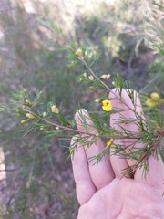 Dillwynia tenuifolia