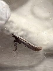Aspilapteryx tringipennella