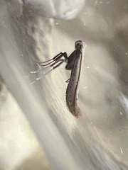 Aspilapteryx tringipennella